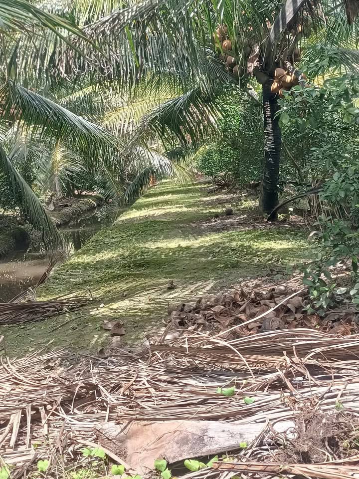 Đất vườn Dừa 2127m² tại Mỹ Phong, Tiền Giang - Tiềm năng đầu tư hấp dẫn!