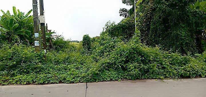 Đất ruộng 9162m² tại Ấp Tân Bình, Kiên Giang - Chính chủ cần bán gấp!