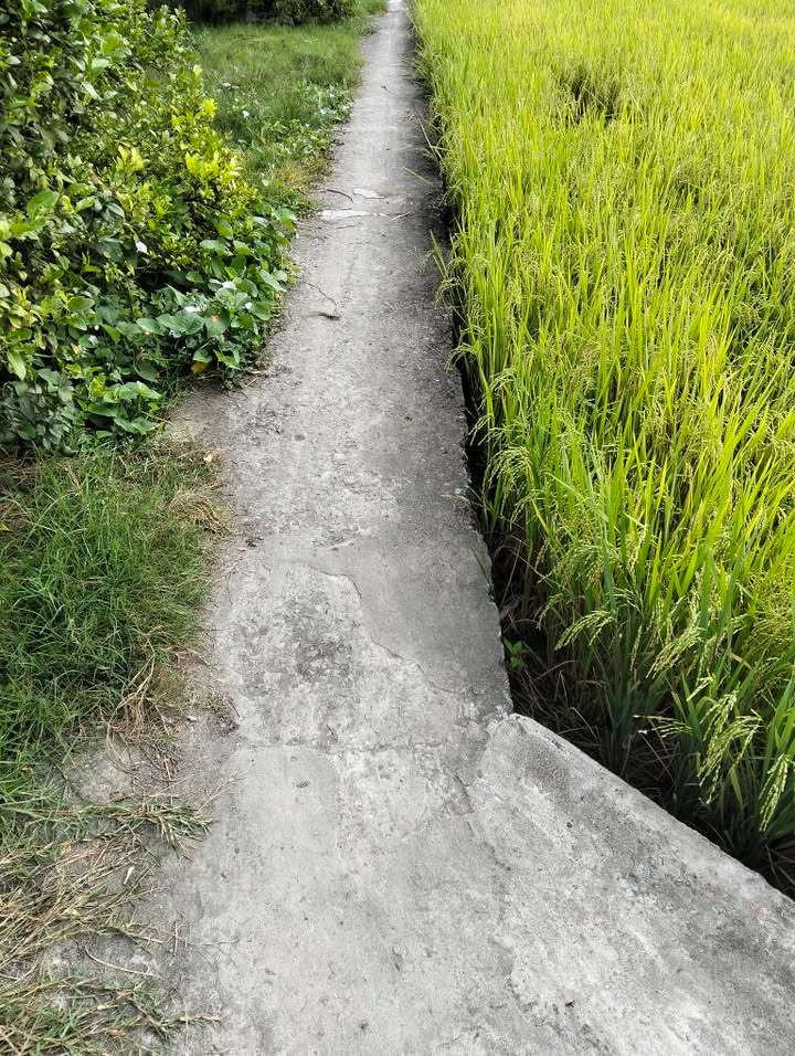 Đất nền 300m² tại Mỹ Phú, Thủ Thừa - Giá chỉ 420 triệu, sổ hồng riêng!