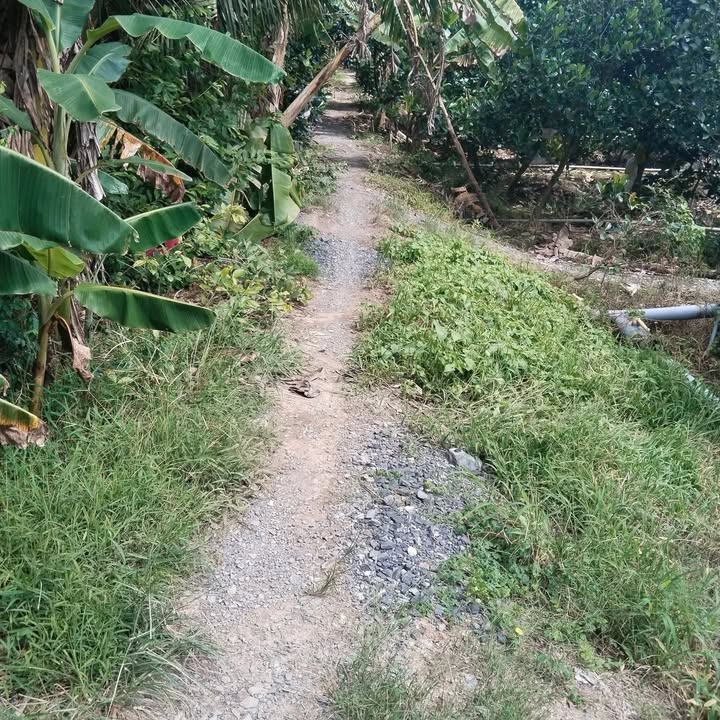 Khu đất Farm 5000m² tại Mỹ Tân, Đồng Tháp - Cơ hội đầu tư hấp dẫn!