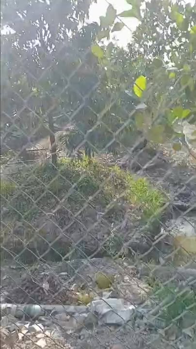 Farm 9 công sầu riêng Monthon tại Mỹ Hội, Cái Bè, Tiền Giang - Giá chỉ 6.48 tỷ!