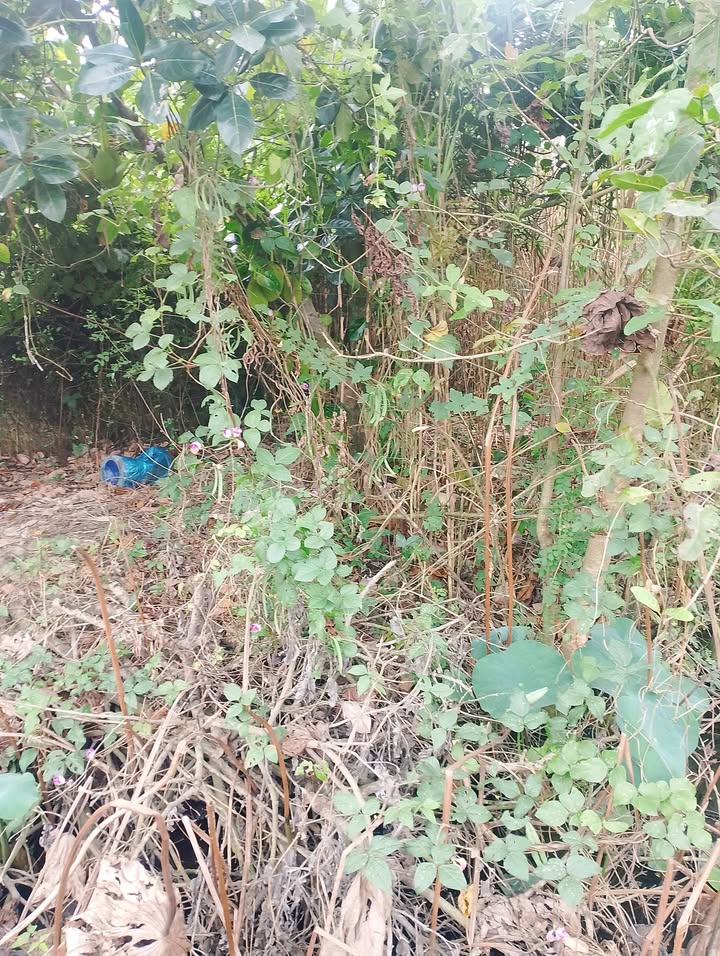 Farm đất vườn tại Mỹ Hiệp, Cao Lãnh 13000m² giá 2.86 tỷ - Đầu tư sinh lời ngay!