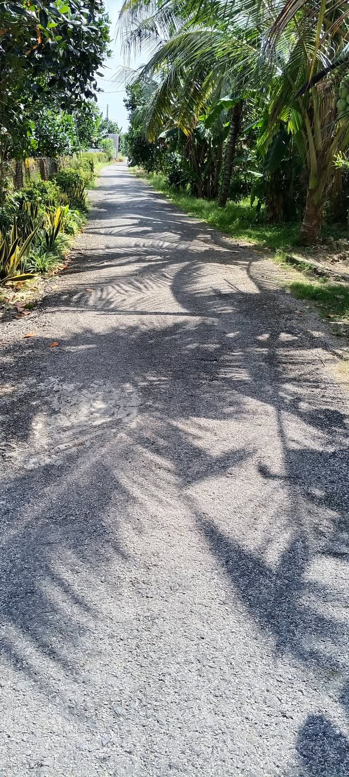 Đất trồng mít 9 công 2 tại Cái Bè, Tiền Giang - Giá chỉ 700 triệu/công, thích hợp nghỉ dưỡng!