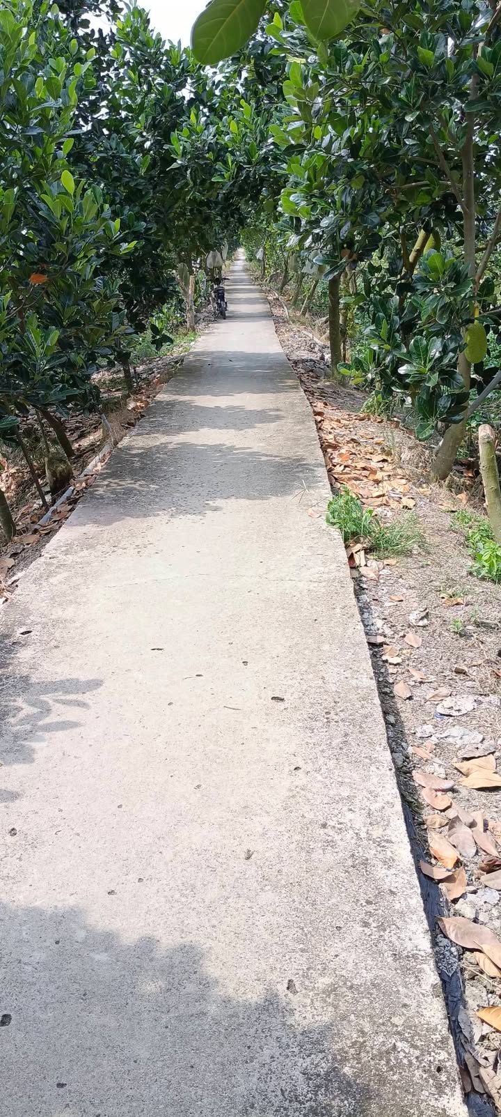 Đất trồng Chanh 82.000m² tại Hậu Mỹ Bắc A, Cái Bè, Tiền Giang - Giá tốt, thương lượng ngay!