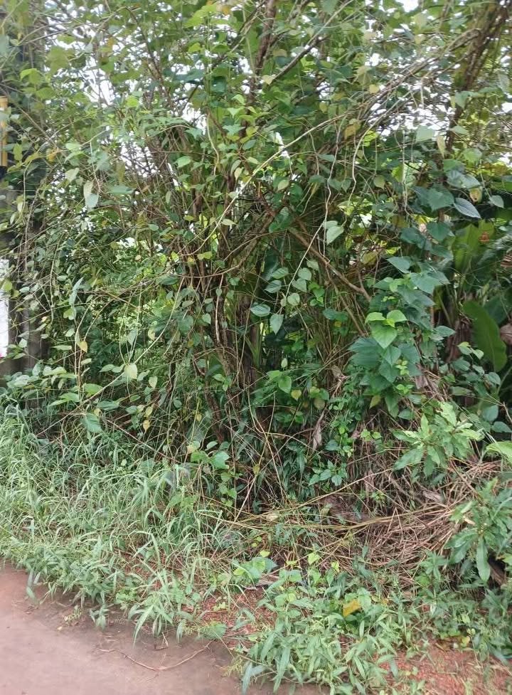 Nhà cấp 4 Vĩnh Tân 300m² giá 7.5 tỷ - Có vườn trái cây đẹp mắt!