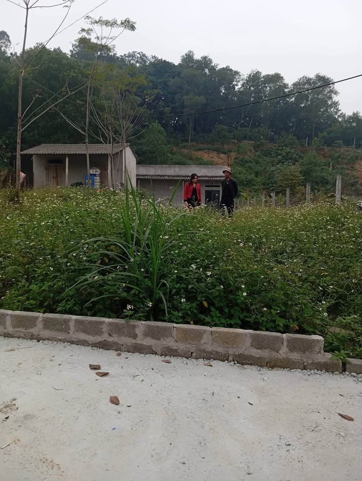 Đất Ba Vì 700m² giá thỏa thuận - Nhà cấp 4 sẵn dọn vào ở!