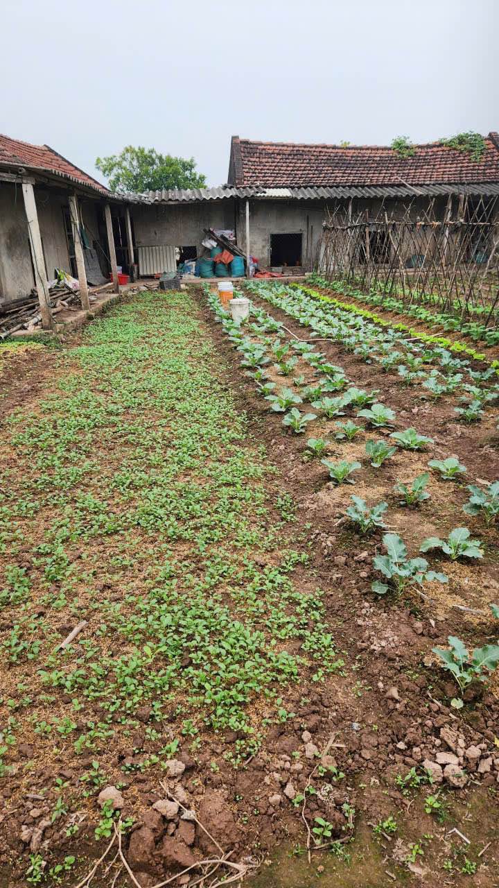 Đất nền Nghĩa Hưng 240m² giá 1.35 tỷ - Vị trí thuận lợi gần trung tâm!