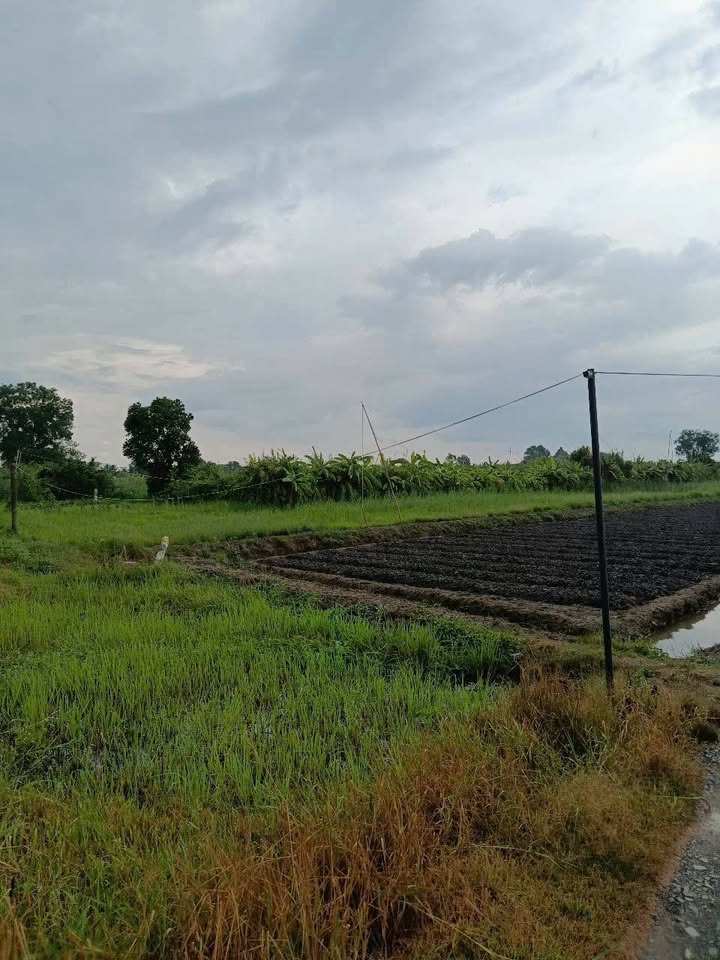 Bán đất xã Phước Hậu, Long Hồ 1700m² - Mặt tiền đường vành đai, giá chỉ 24.65 tỷ!