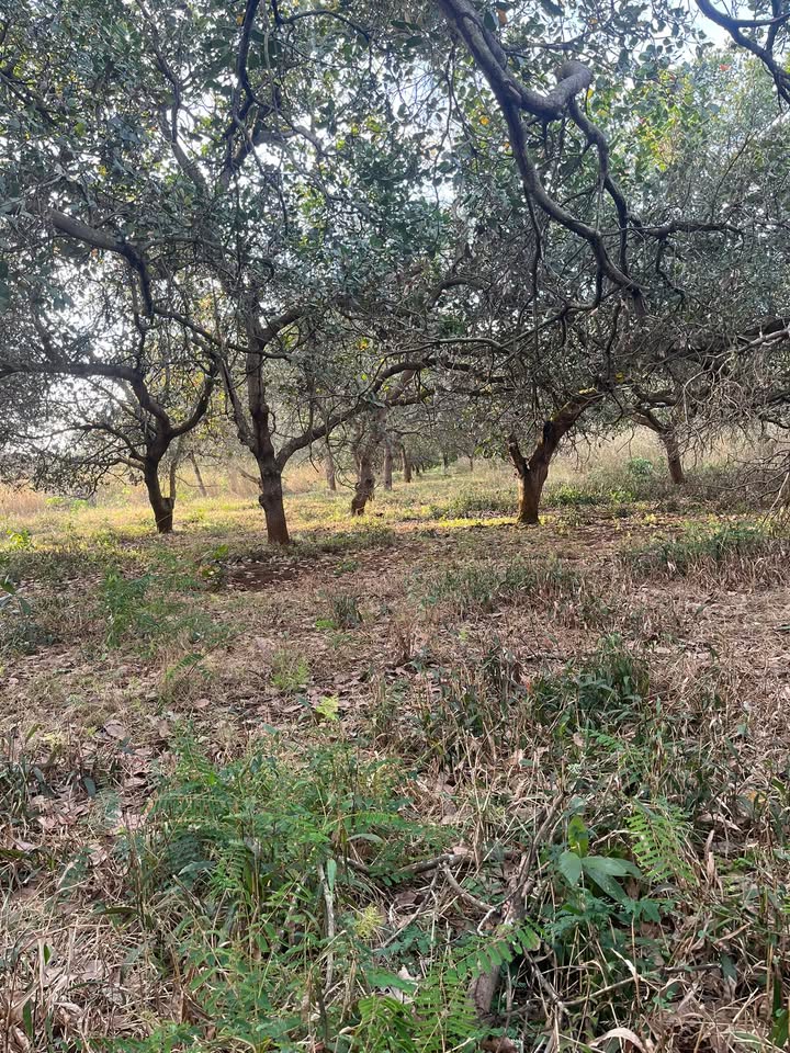 Đất nền Phú Nghĩa 27.000m² chỉ 2.7 tỷ - Cơ hội đầu tư tuyệt vời!