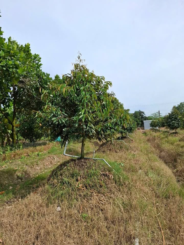 Đất vườn sầu riêng 9.5 công Hậu Mỹ Bắc A - Giá tốt chỉ 3.8 tỷ!