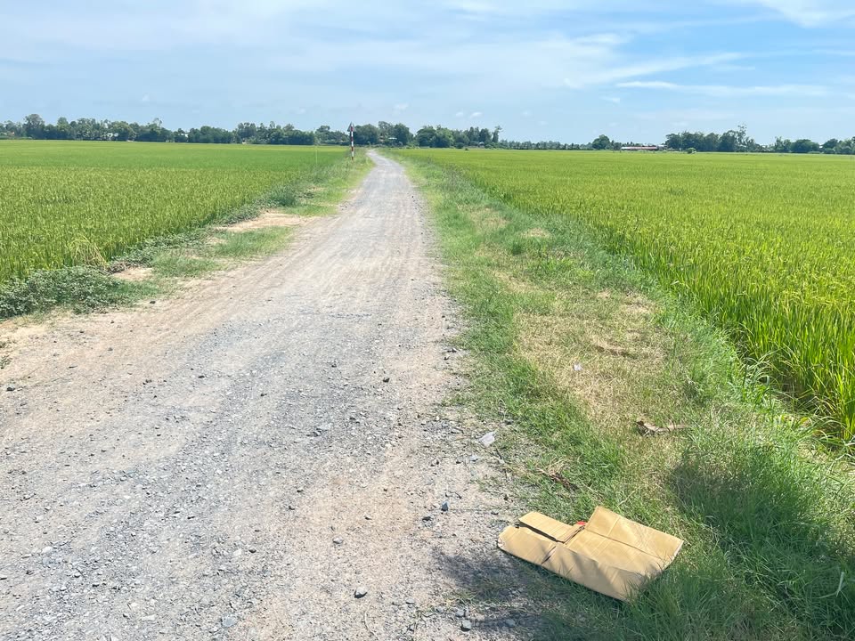 Đất ruộng lúa 3 vụ xã Bình Phú, huyện Tân Hồng, 18.000m² - Giá tốt cho nhà đầu tư!