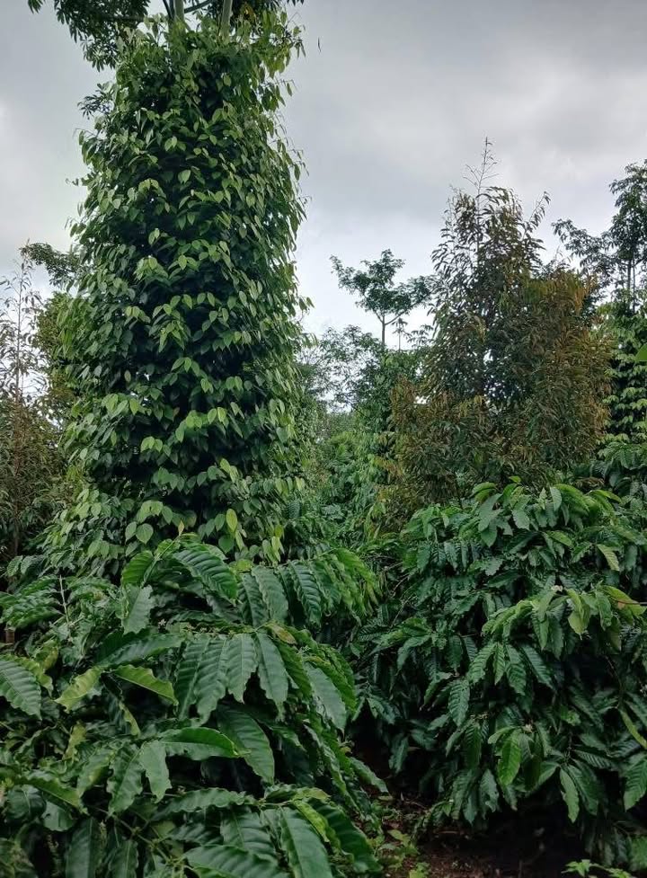 Lô rẫy 4 sào tại buôn Tara, Hòa Đông, Đắk Lắk giá chỉ 2.6 tỷ - Đầu tư sinh lời ngay!