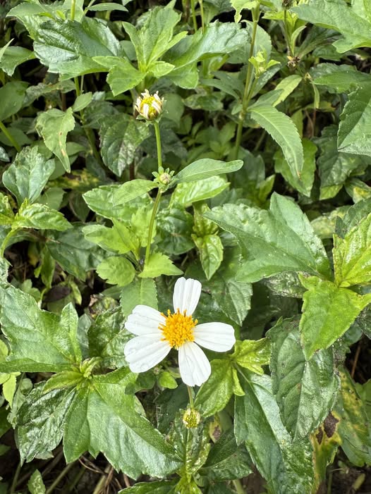 Đất nền Diên Điền 91m² giá thỏa thuận - Vị trí đẹp, ô tô vào tận nơi!