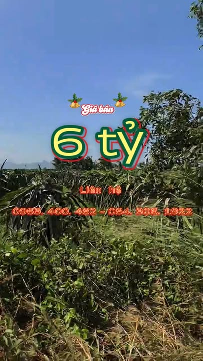 Đất Farm 11.540m² tại Tân Thuận - Hàm Thuận Nam chỉ 6 tỷ - Tiềm năng đầu tư lớn!