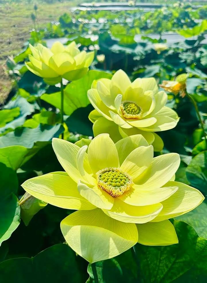 Đất nền Long Phước, Quận 9, 1000m² giá 3.2 tỷ - Cơ hội đầu tư tuyệt vời!