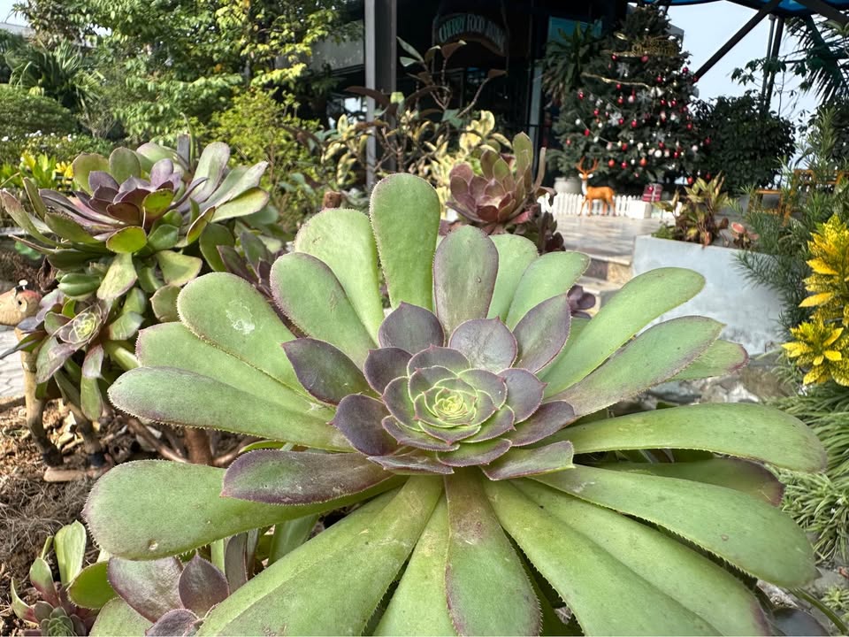 Đất thổ cư 139m² tại Cư Yên, Lương Sơn, Hòa Bình - Chính chủ bán gấp!