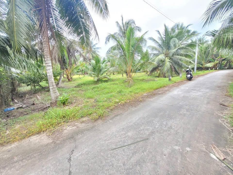 Đất 2000m² Bến Tre giá chỉ 3.6 tỷ - Cơ hội đầu tư hấp dẫn!