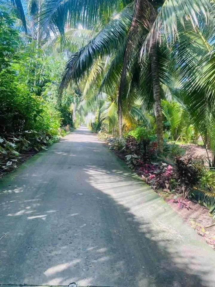 Đất nền xã Châu Hoà, huyện Giồng Trôm, Bến Tre 39,000m² - Đầu tư sinh lời tuyệt vời!