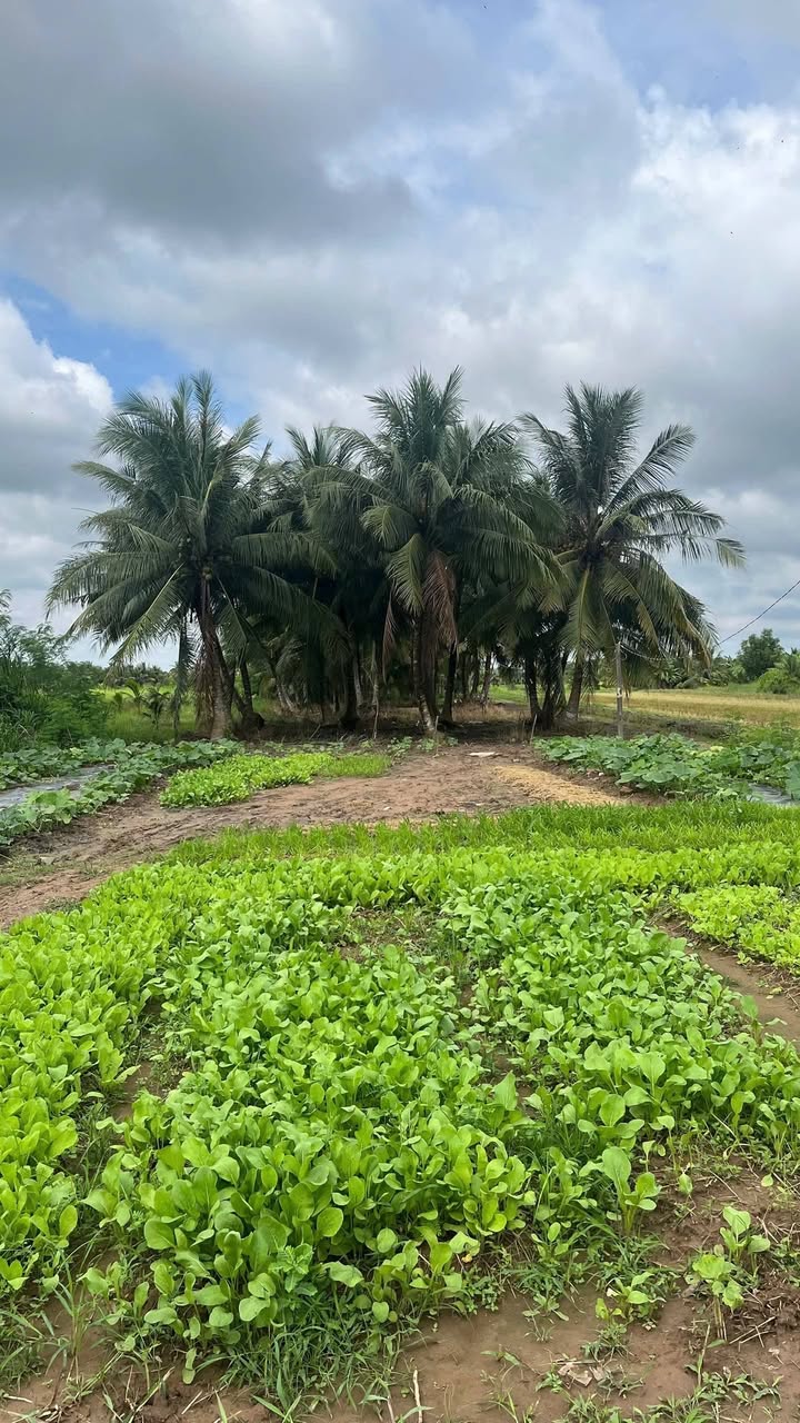 Đất nền xã An Ngãi Trung, Vĩnh Long 1281m² giá 580 triệu - Cơ hội đầu tư hấp dẫn!