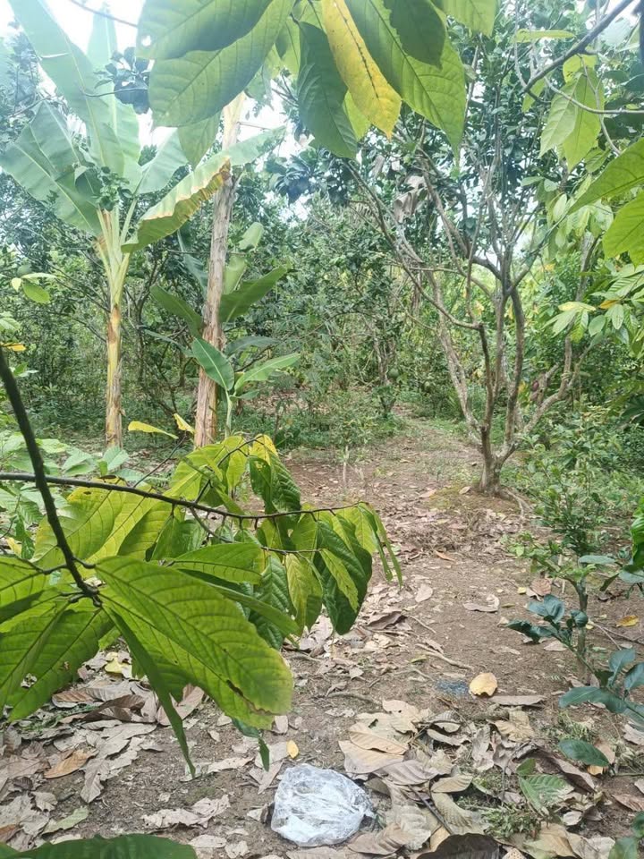 Đất vườn An Khánh Châu Thành Bến Tre 9726m² giá 6.72 tỷ - Pháp lý rõ ràng!