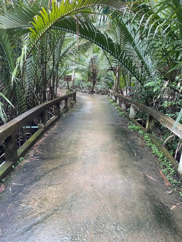 Đất vườn dừa Đa Phước Hội, 2500m² giá chỉ 1 tỷ - Cơ hội đầu tư tuyệt vời!