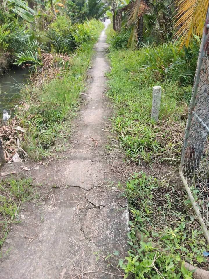 Đất nền Bình Hòa, Giồng Trôm 516m² giá 350 triệu - Đầu tư sinh lời tuyệt vời!