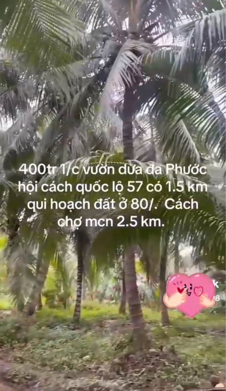 Đất vườn dừa Đa Phước Hội 2500m² giá 1 tỷ - Cơ hội đầu tư hấp dẫn!