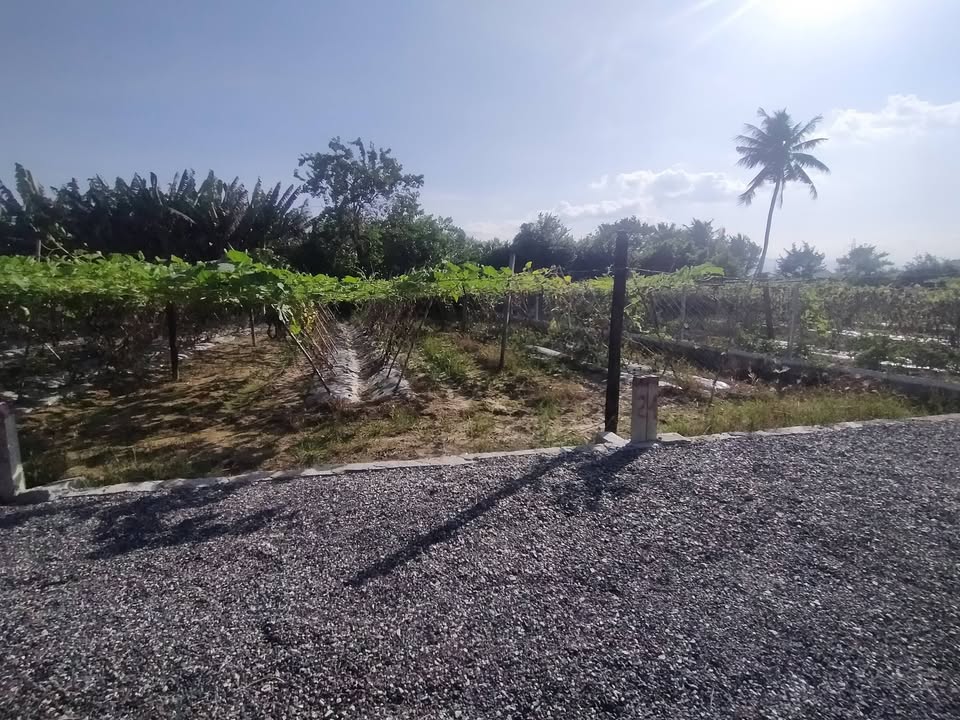 Đất thổ cư Diên Sơn, Diên Khánh 105m² giá 739 triệu - Đầu tư sinh lời ngay!