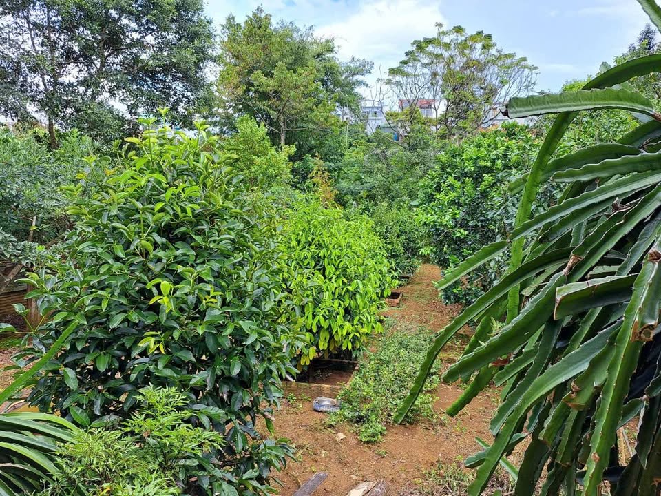 Đất nền Hẻm Tây Sơn, Bảo Lộc 1260m² giá 7.5 tỷ - View đẹp, thoáng mát!