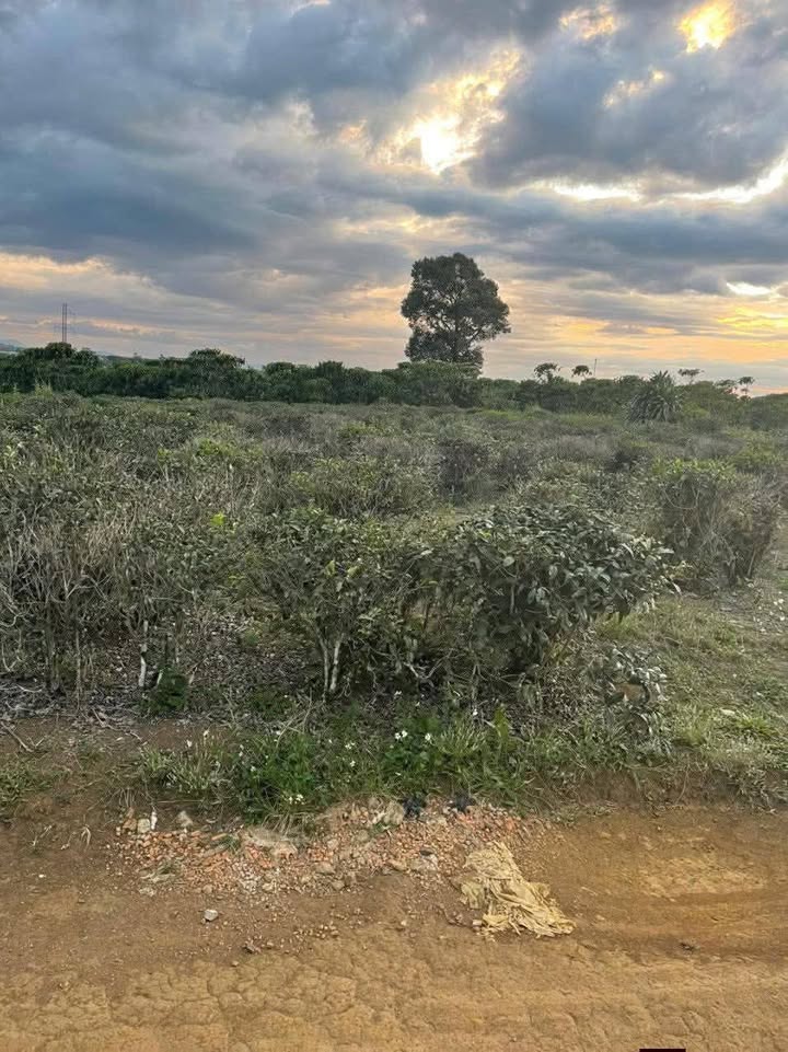 Bán đất thổ cư hẻm 322 Hàm Nghi, Lộc Thắng 50m² - Giá chỉ 490 triệu