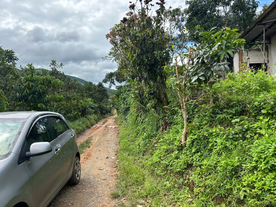 Đất vườn 14000m² Tân Lâm giá chỉ 2.784 tỷ - Đầu tư sinh lời ngay!