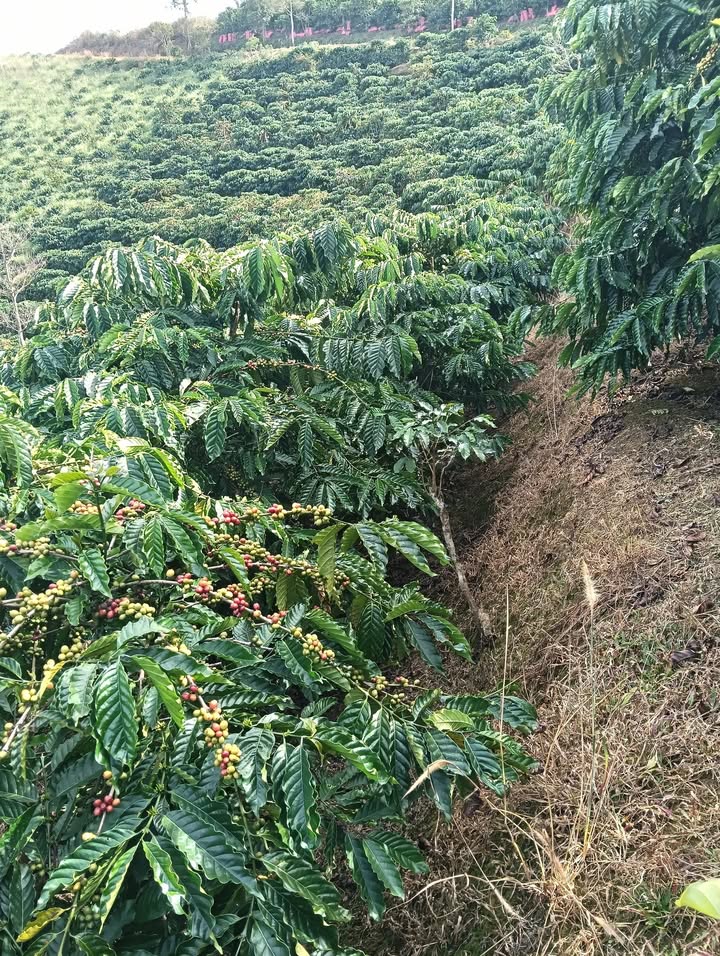 Đất nền Lâm Hà 5000m² giá 1.65 tỷ - Tiềm năng đầu tư vượt trội!