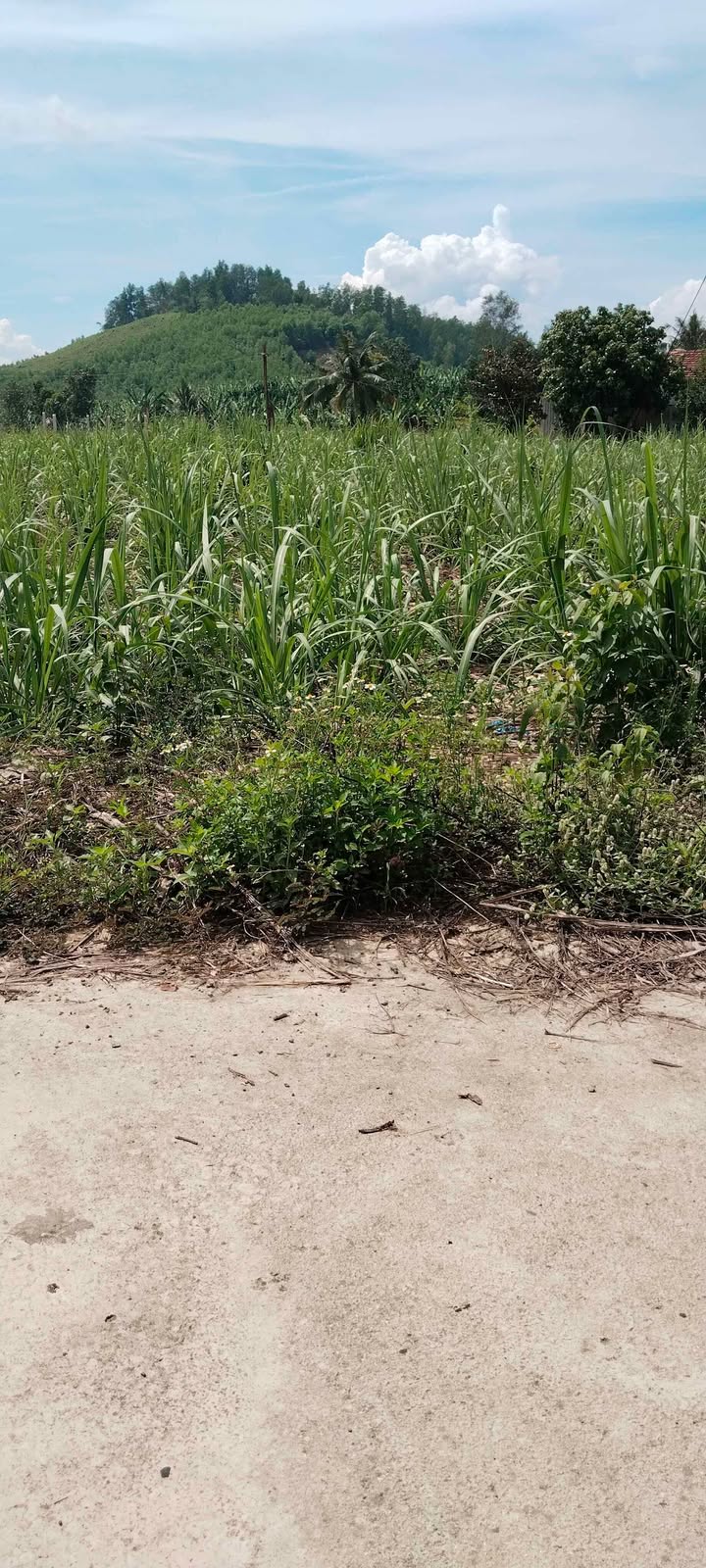 Đất thổ cư Khánh Trung 441m² giá 290 triệu - Ô tô tận nơi!