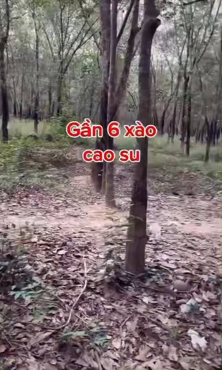 Đất nền Suối Cát, Dầu Tiếng 5662m² giá 2.8 tỷ - Đường xe hơi tới nơi!