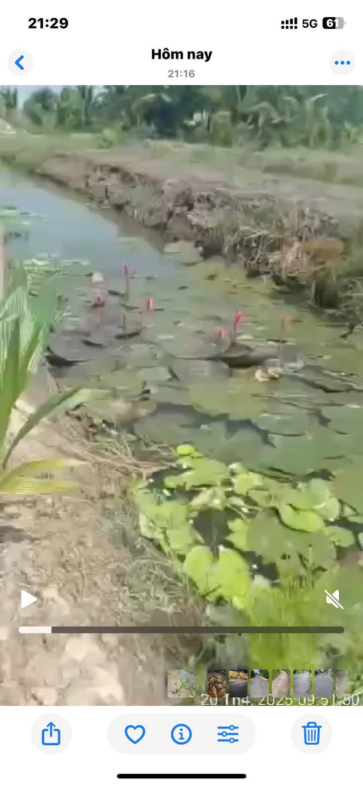 Đất nền phường Mỹ Trà, Cao Lãnh 1296m² giá chỉ 620 triệu - Tiềm năng đầu tư lớn!