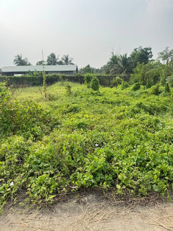 Đất nền 150m² Bùi Văn Gà, Tân Trụ, Long An - Giá chỉ 579 triệu, sổ đỏ chính chủ!