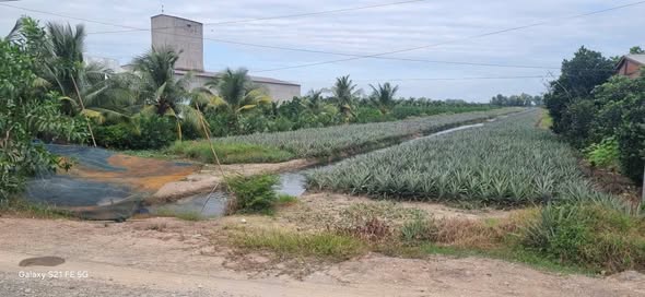 Đất trồng khóm tơ 15.400m² tại ấp Mỹ Thiện, Tân Phước - Đầu tư lý tưởng!