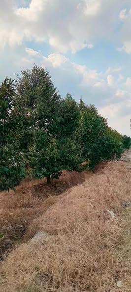 Farm 5 công sầu riêng xã Thanh Mỹ Tháp Mười 50000m² - Đất đẹp, giá tốt!