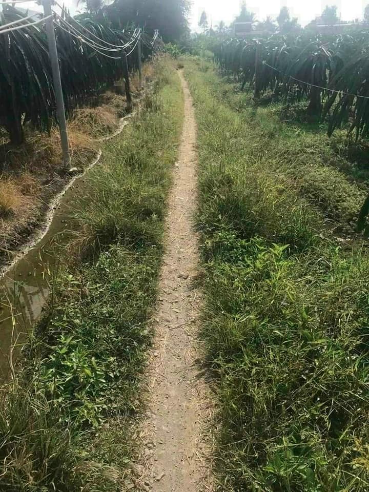 Đất lúa 1171m² Phú Ngãi Trị, Châu Thành, Long An - Giá chỉ 500 triệu, thương lượng nhẹ!