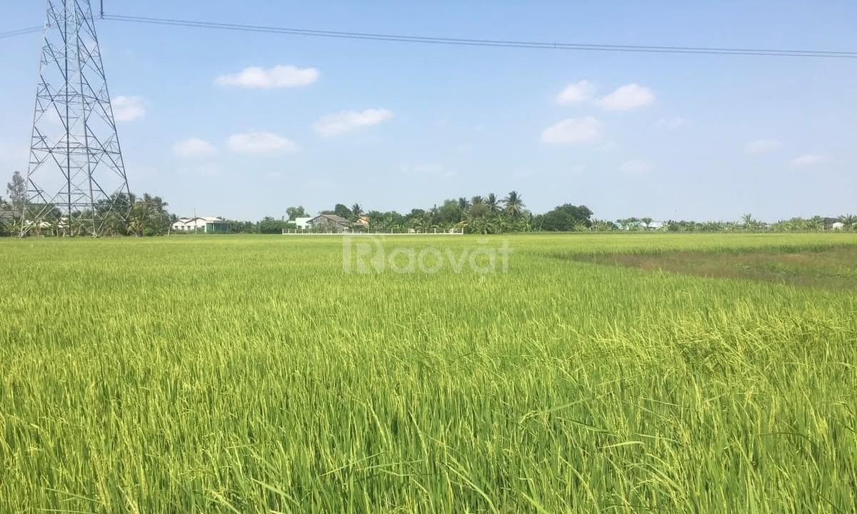 Đất ruộng 5000m² xã Bình Lãng, huyện Tân Trụ giá 1.6 tỷ - Sổ đỏ chính chủ, đường vào xe tải