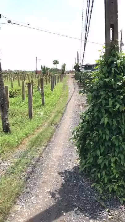 Đất thổ cư 120m² tại Thanh Vĩnh Đông, Châu Thành chỉ 450 triệu - Cơ hội đầu tư hấp dẫn!