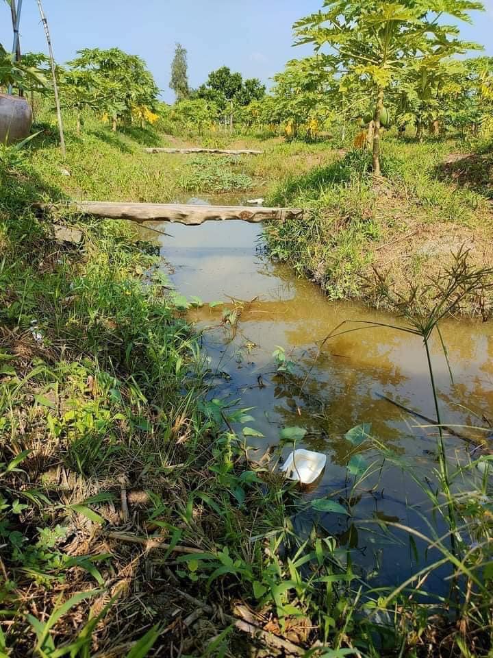 Farm 26 Công Trường Long, Huyện Phong Điền, Cần Thơ - Đầu tư vườn sầu riêng lý tưởng!