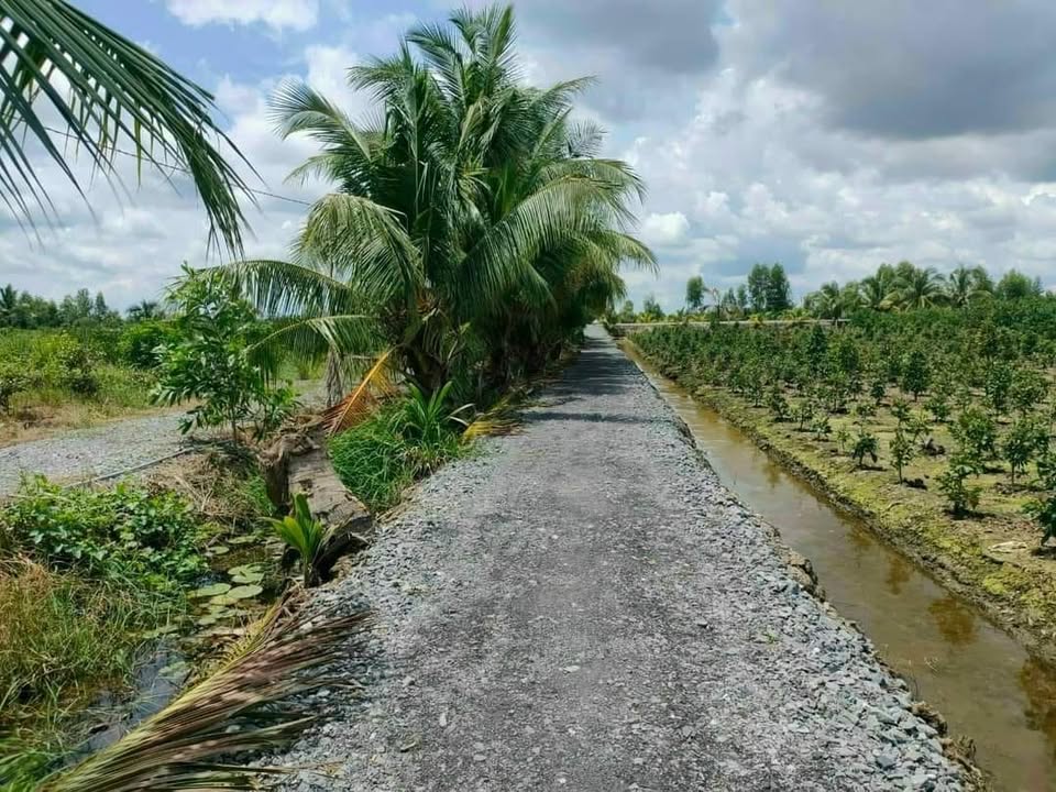 Đất vườn 1233m² xã Thạnh Hòa, Bến Lức - Gần chợ, giá chỉ 800 triệu!