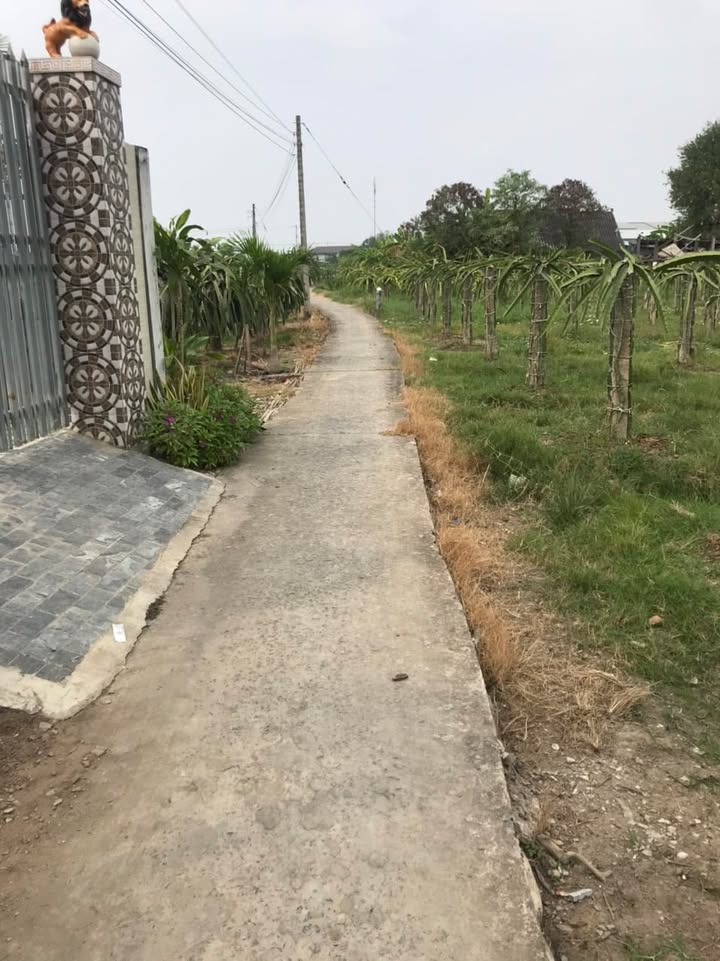 Đất vườn 500m² An Lục Long, Châu Thành, Long An - Giá chỉ 300 triệu!