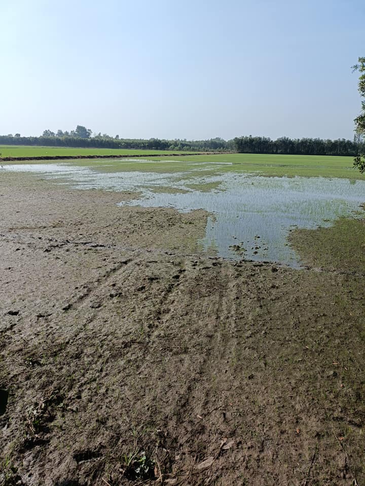 Đất mặt tiền 53m tại Tân Hiệp, Thạnh Hóa, 10.000m² chỉ 950 triệu - Sổ hồng chính chủ!