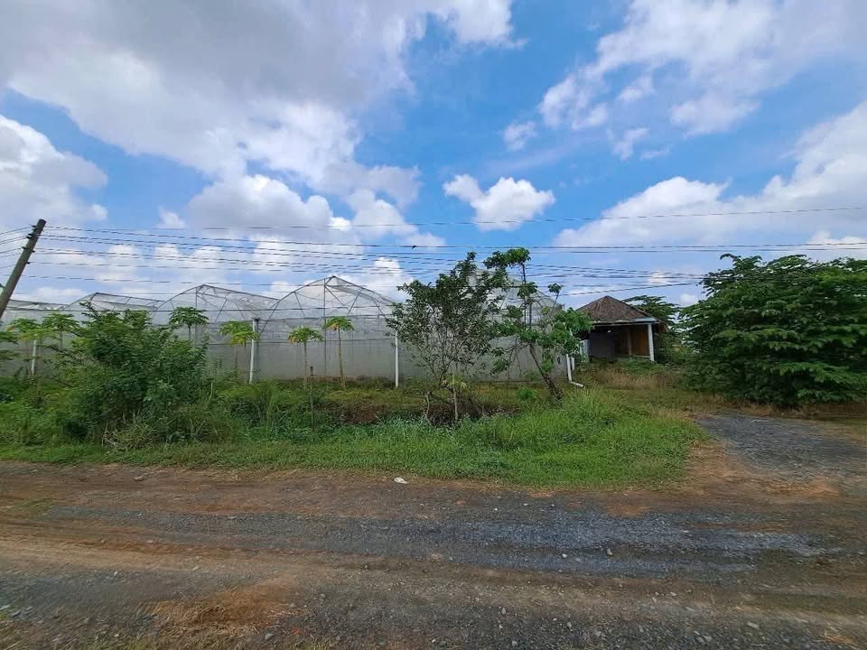 Đất nền Ấp 7A, xã Mỹ Yên, Bến Lức 3300m² giá 16.5 tỷ - Phù hợp cho mô hình nhà vườn!