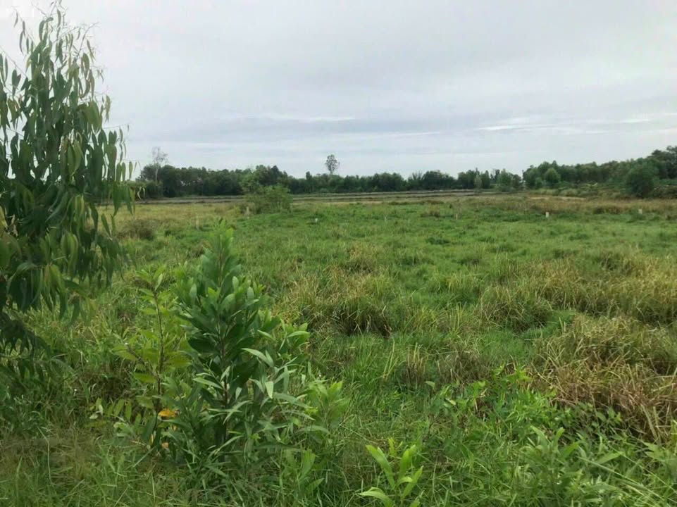 Đất nền thổ cư 175m² xã Bình Hòa Bắc, huyện Đức Huệ - Giá chỉ 600 triệu, thương lượng ngay!