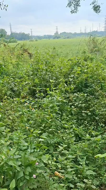 Đất nền Phường Tân Định, Quận 1, Hồ Chí Minh 2644m² - Đầu tư sinh lời ngay hôm nay!