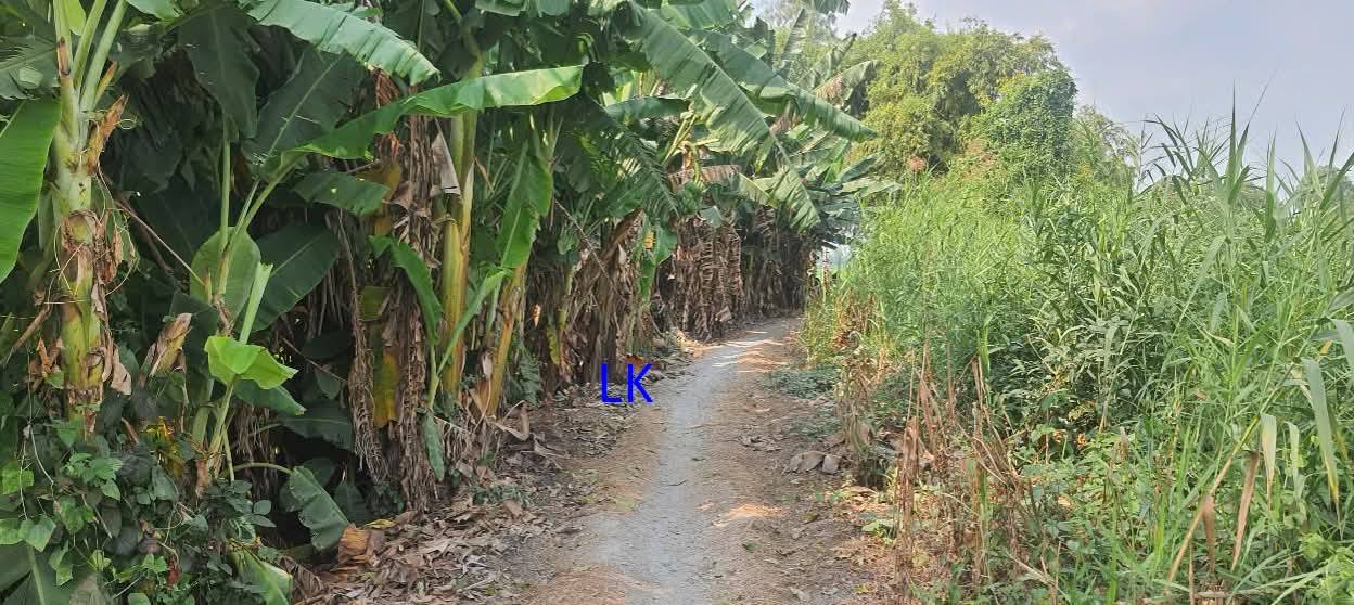 Bán đất lúa 6.300m² tại xã Ba Sao, Đồng Tháp - Giá chỉ 155 triệu/1.000m²!