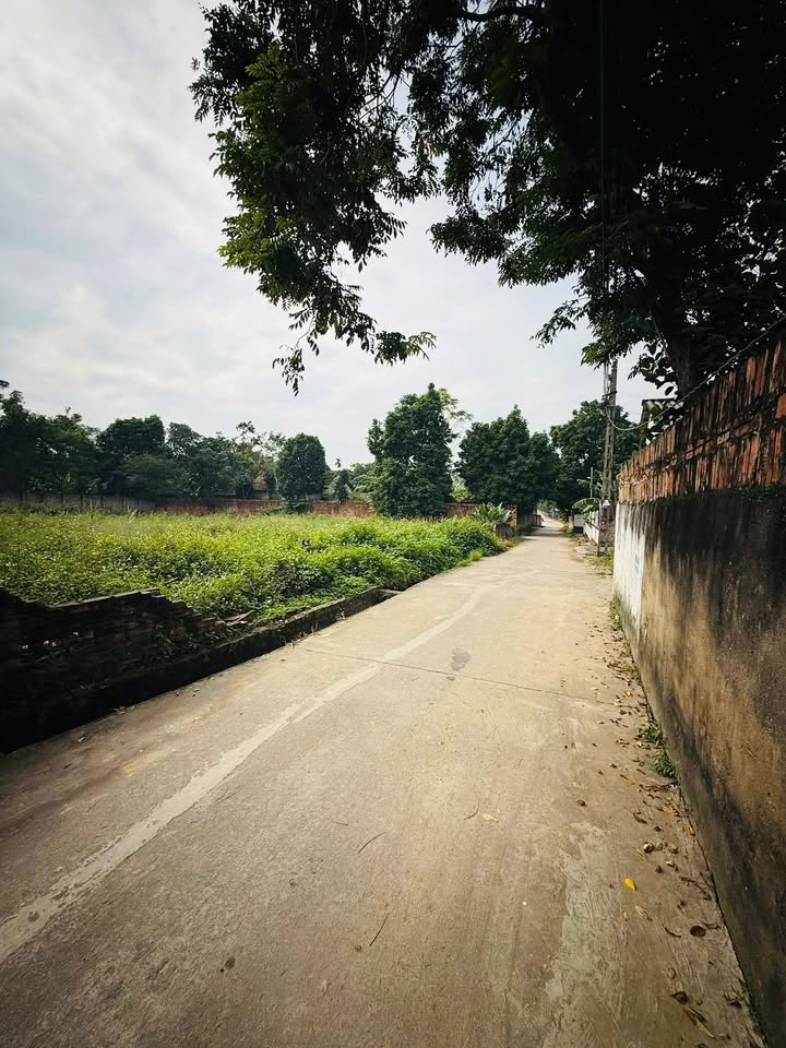 Đất nền 90m² Hướng Đạo, Tam Dương, Vĩnh Phúc - Giá chỉ 295 triệu!